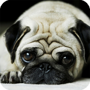 Differences between Non Hypoallergenic Dogs and Hypoallergenic Dogs